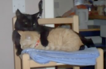 Blackie and Queenie - two cats sleeping